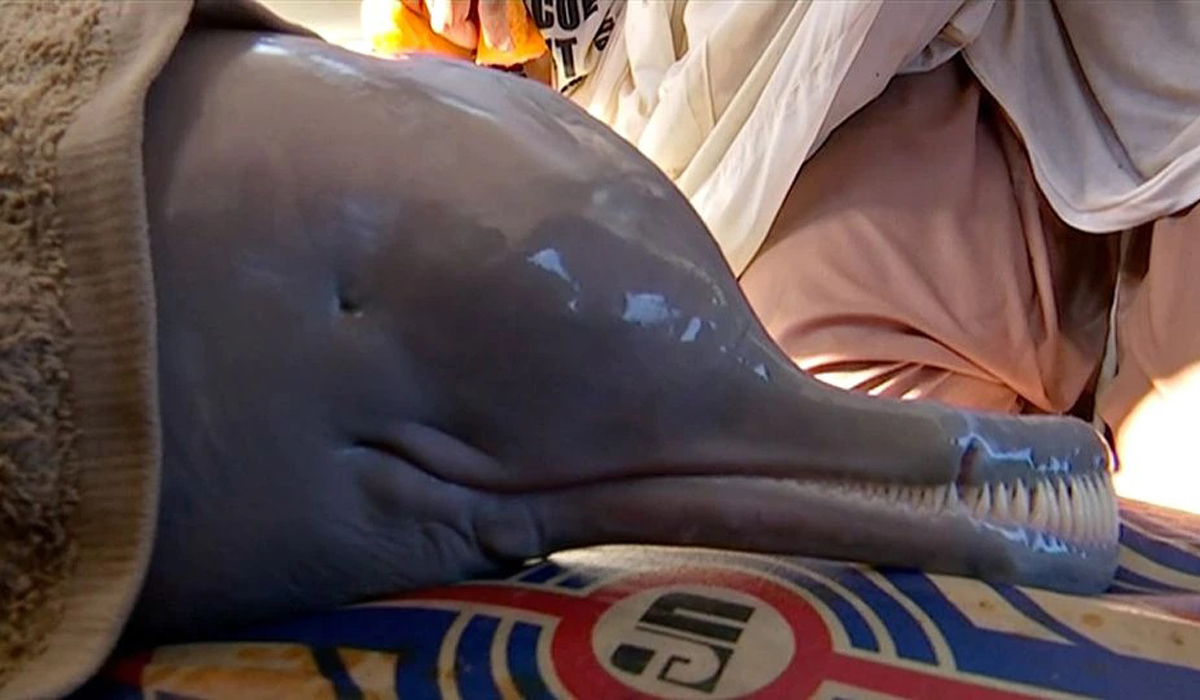 Dolphin that strayed is moved to sanctuary in Pakistan